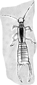 earwig