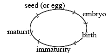 Gosse life-cycle: seed/egg-embryo-birth-immaturity-maturity-seed/egg
