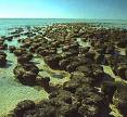 Stromatolites Iss 14