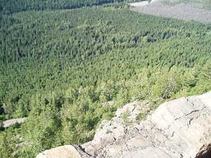 tops of pine trees in canyon