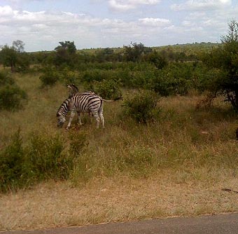 AfricaI28-zebra
