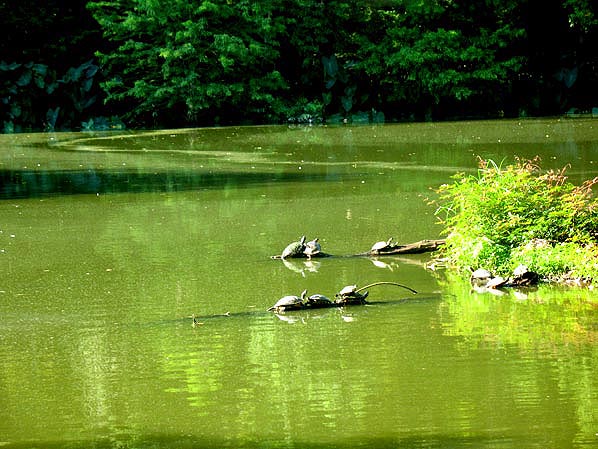 Barbara Streisand Lagoon